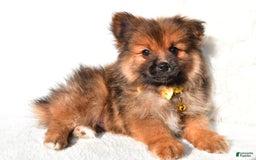 Pomeranian dogs for sale: Bear - Image 3