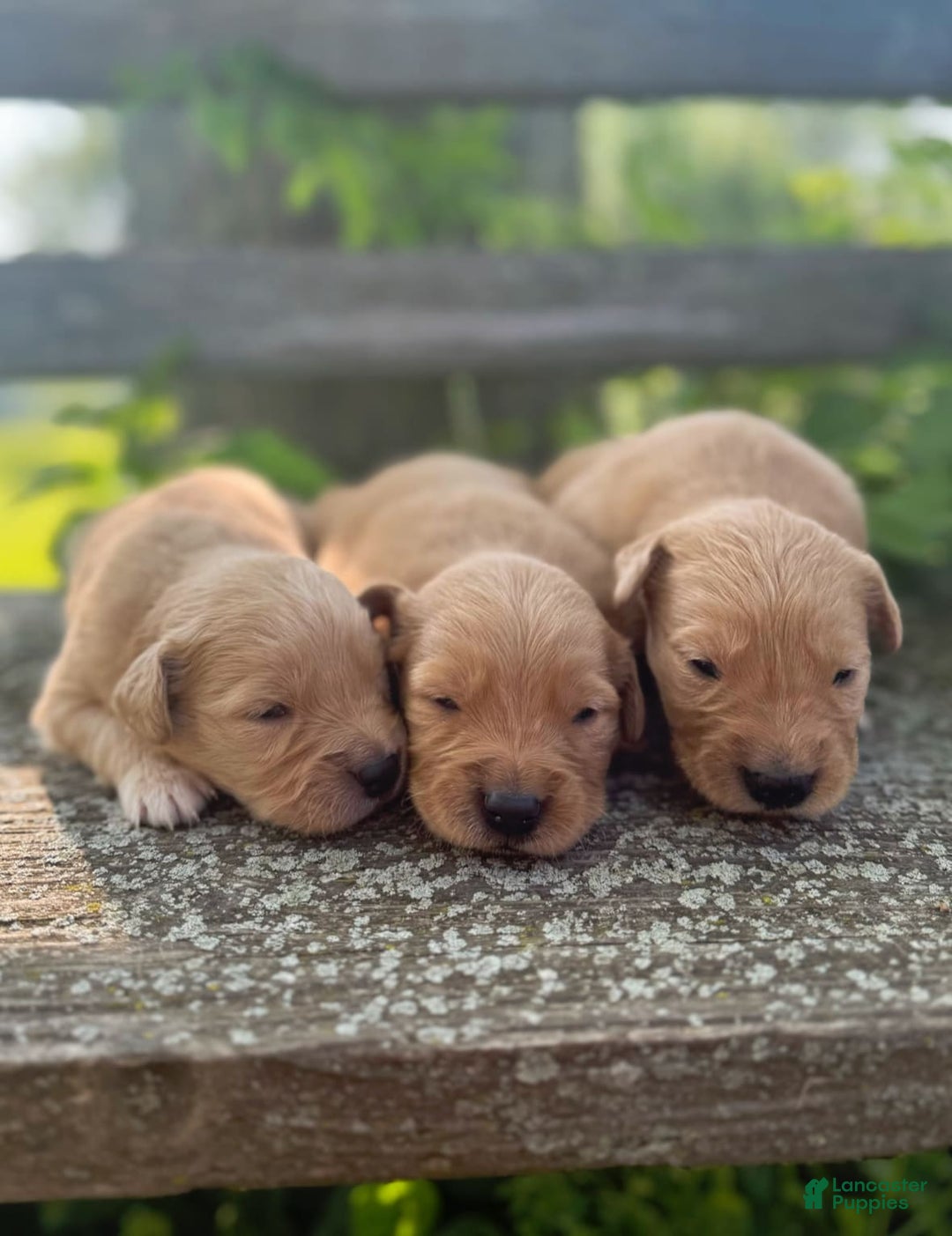 Golden Retriever dogs for sale: Spruce - Image 1