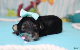 Mini Bernedoodle dogs for sale: Jan - Image 3