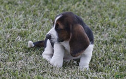 Basset Hound dogs for sale: Deb - Image 7