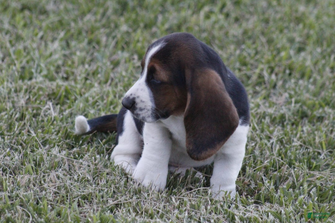 Basset Hound dogs for sale: Deb - Image 7