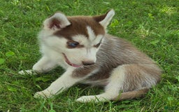 Siberian Husky dogs for sale: Hazel - Image 7