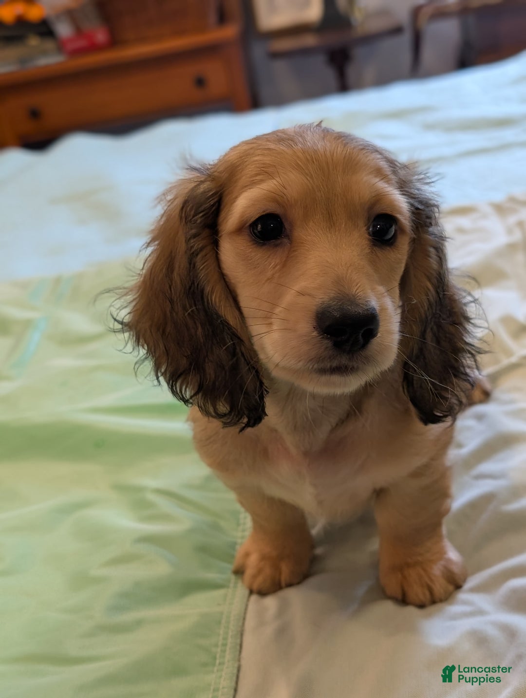 Miniature Dachshund dogs for sale: Gadsby - Image 3