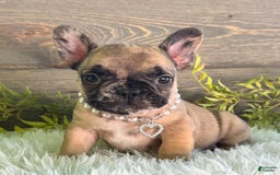 Frenchton dogs for sale: Remi - Image 3