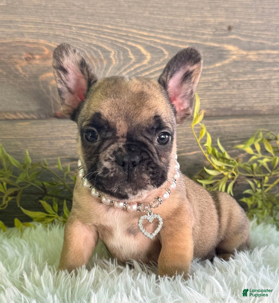 Frenchton dogs for sale: Remi - Image 3
