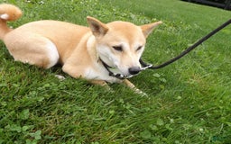 Shiba Inu dogs for sale: Layena - Image 2