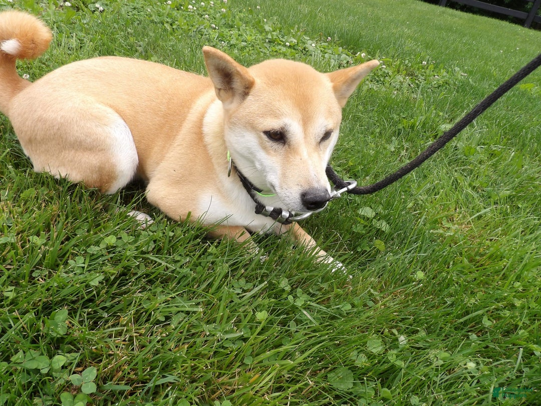 Shiba Inu dogs for sale: Layena - Image 2