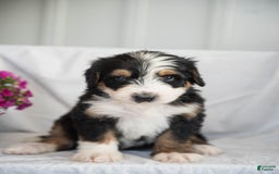 Bernedoodle dogs for sale: Jerry - Image 14