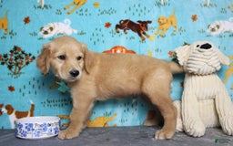 Golden Retriever dogs for sale: Sammy - Image 10