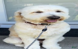 Goldendoodle dogs for sale: Beige - Image 3
