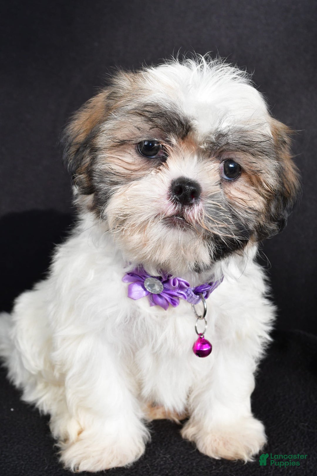 Shih Tzu dogs for sale: Twinkle - Image 6