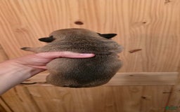 Olde English Bulldogge dogs for sale: Ozzy - Image 4