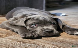 Cane Corso dogs for sale: Daisy - Image 2
