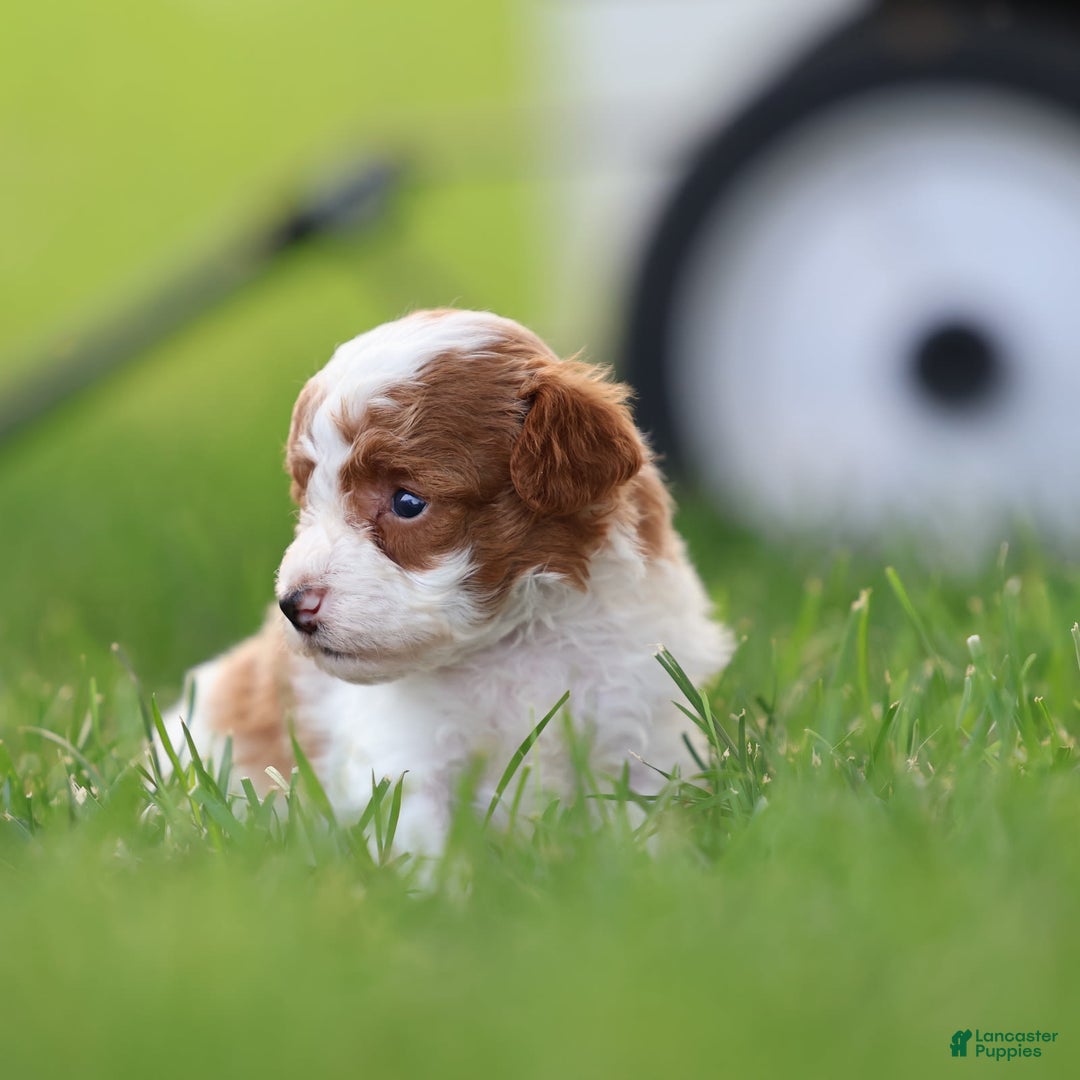 Toy Poodle dogs for sale: Rolex - Image 6