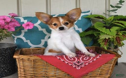 Papillon dogs for sale: Bailey - Image 10