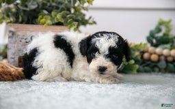 Miniature Poodle dogs for sale: Milo - Image 2
