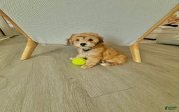Mini Aussiedoodle dogs for sale: Louie - Image 4