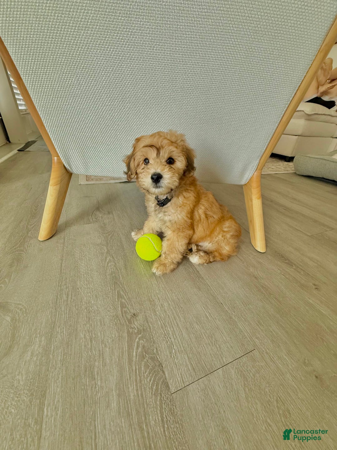 Mini Aussiedoodle dogs for sale: Louie - Image 4