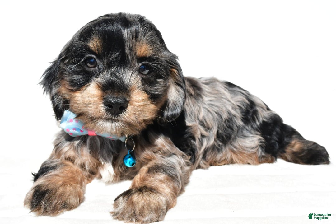 Cockapoo dogs for sale: Will - Image 3
