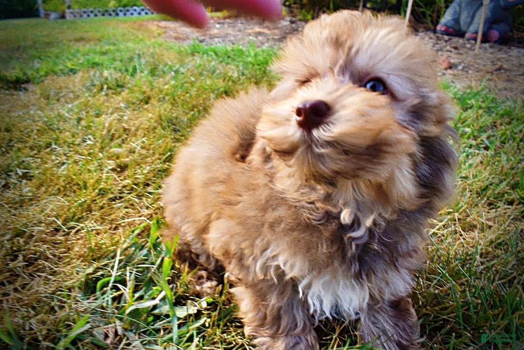 Havapoo dogs for sale: Jazzy - Image 16
