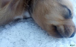 Miniature Dachshund dogs for sale: Barley - Image 8