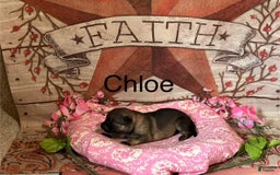 German Shepherd dogs for sale: Chloe - Image 8