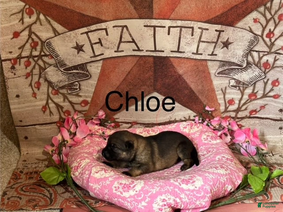 German Shepherd dogs for sale: Chloe - Image 8