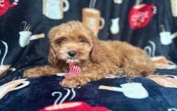 Cavapoo dogs for sale: Ringo - Image 8