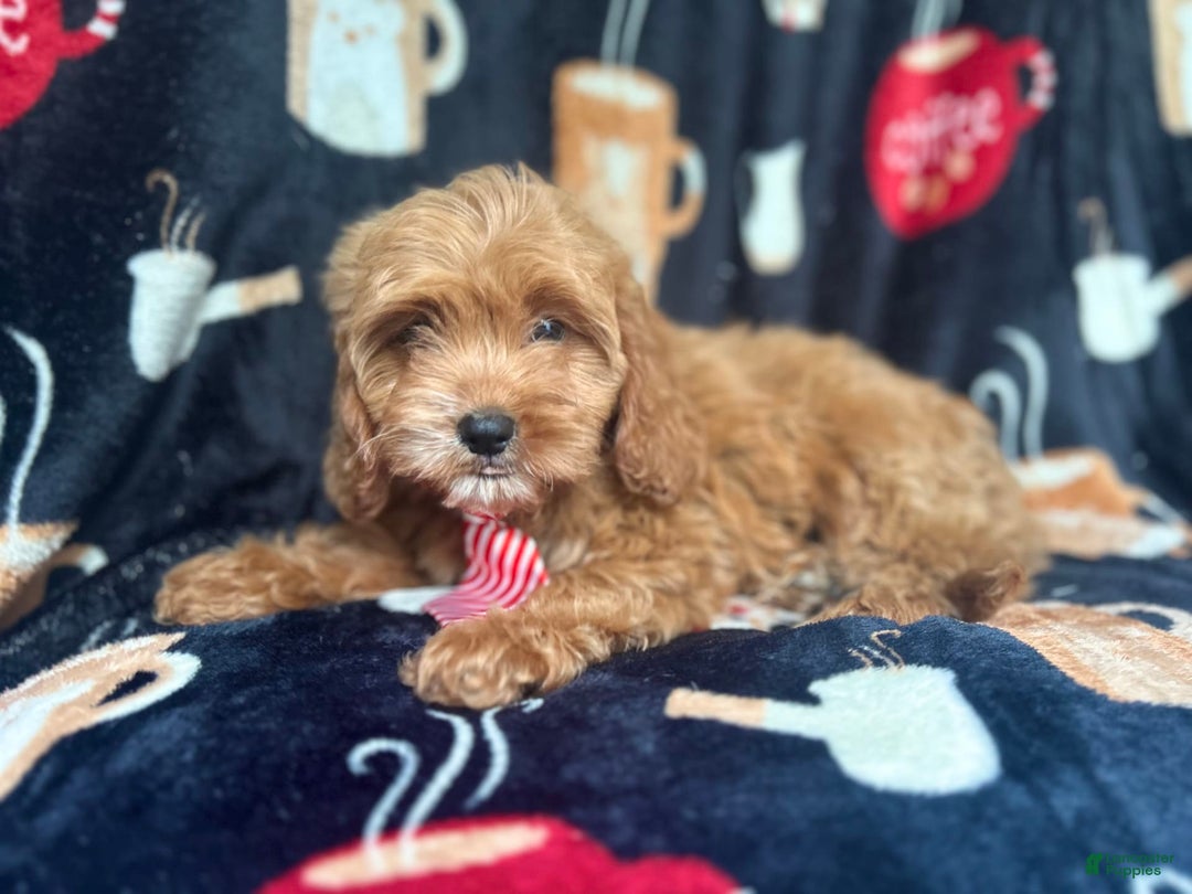 Cavapoo dogs for sale: Ringo - Image 8