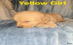 Golden Retriever dogs for sale: Yellow Girl - Image 1