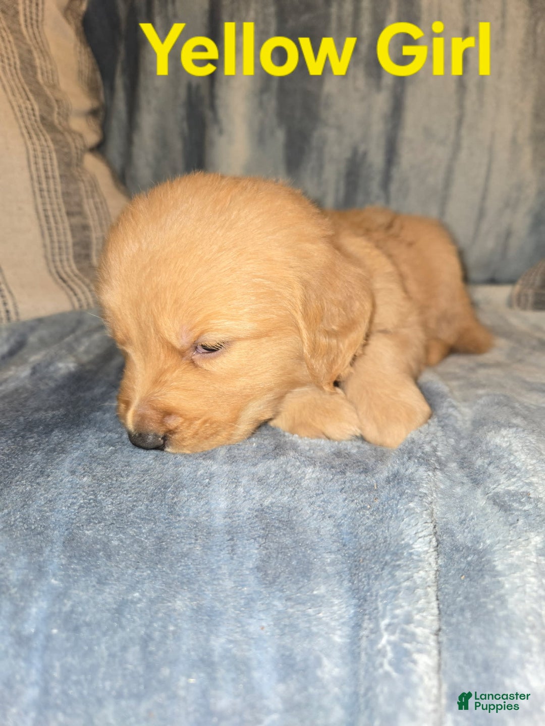 Golden Retriever dogs for sale: Yellow Girl - Image 1