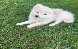 Pomsky dogs for sale: Mickey - Image 5