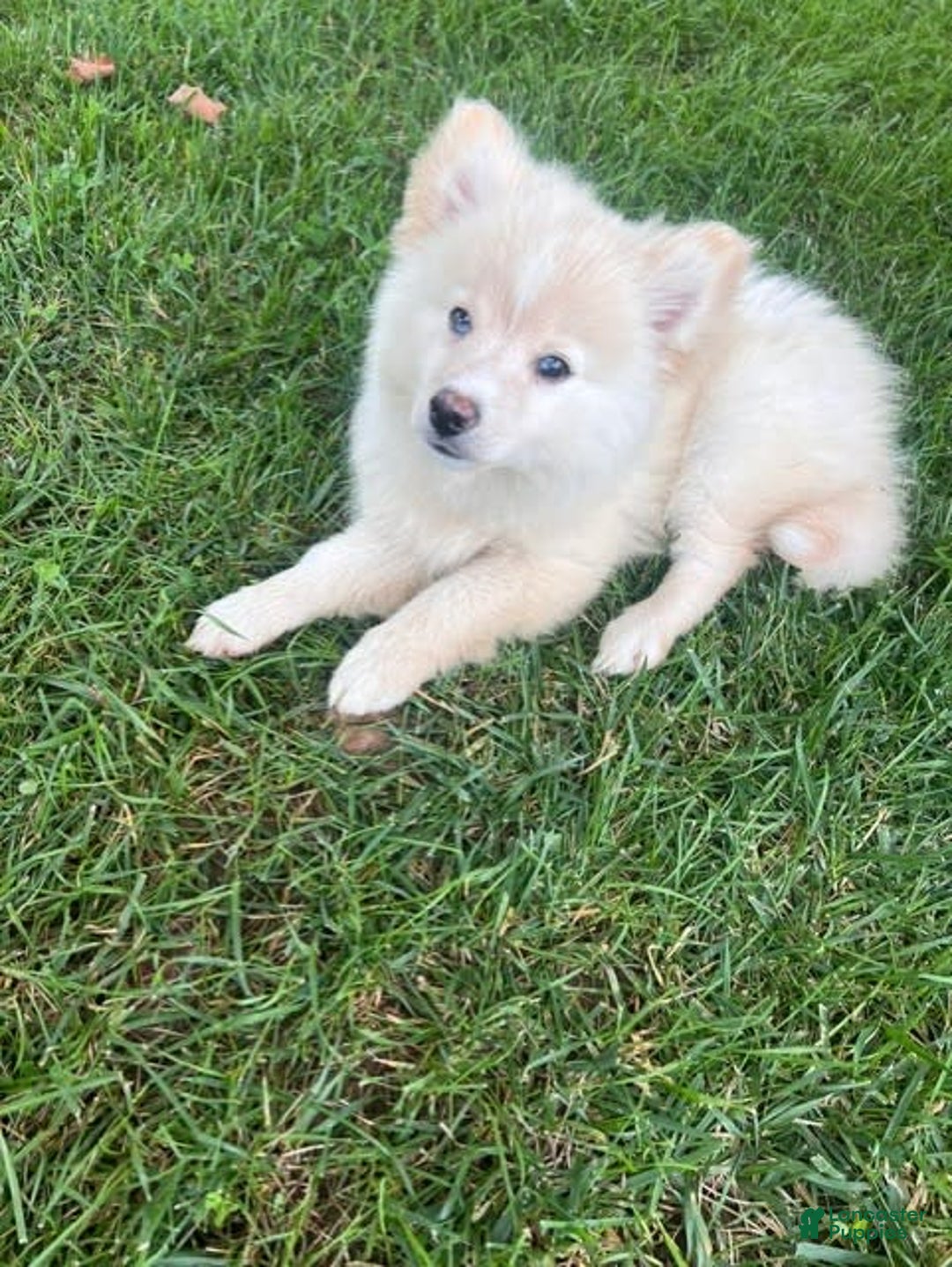 Pomsky dogs for sale: Mickey - Image 5