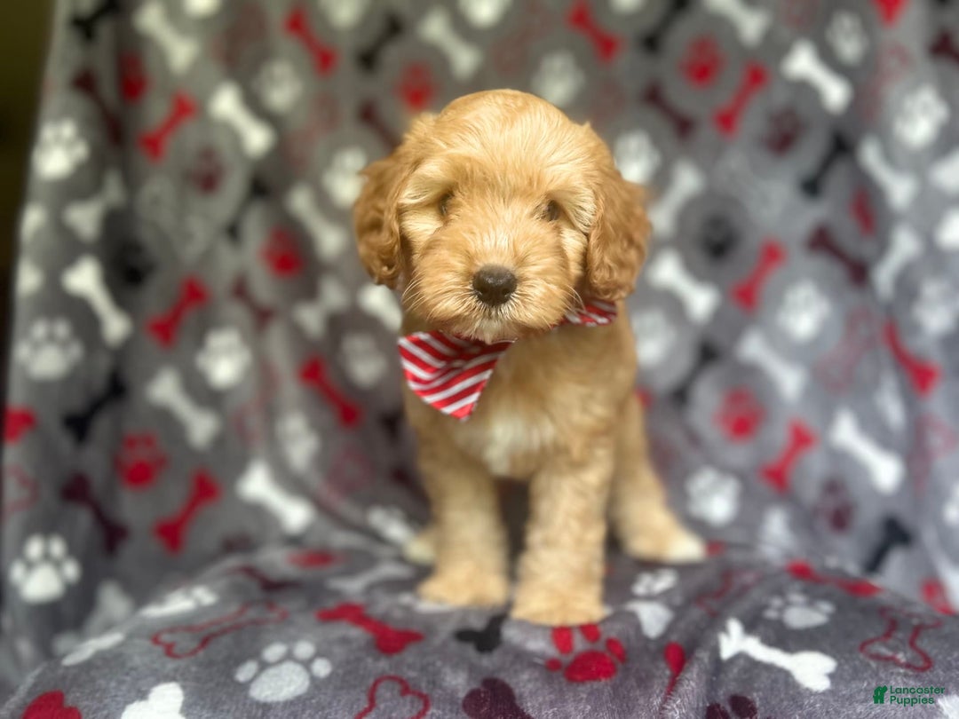 Cavapoo dogs for sale: Spade - Image 3