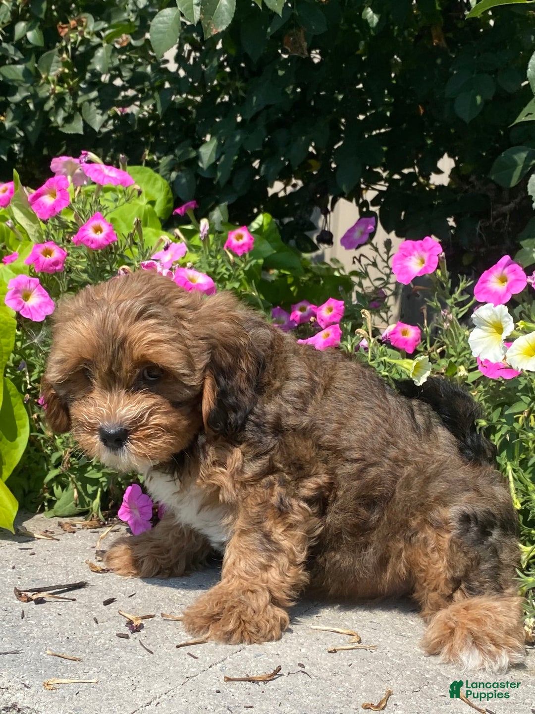 Lhasapoo dogs for sale: Jenny - Image 4