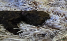 Labradoodle dogs for sale: Purple Rain - Image 3