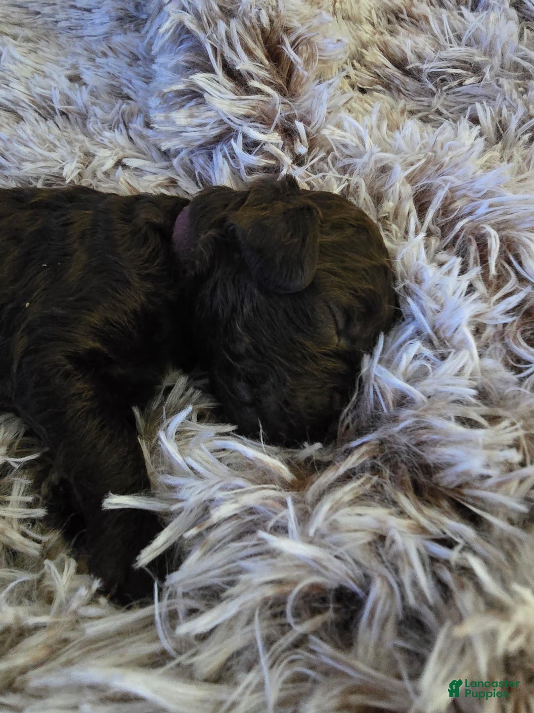 Labradoodle dogs for sale: Purple Rain - Image 3