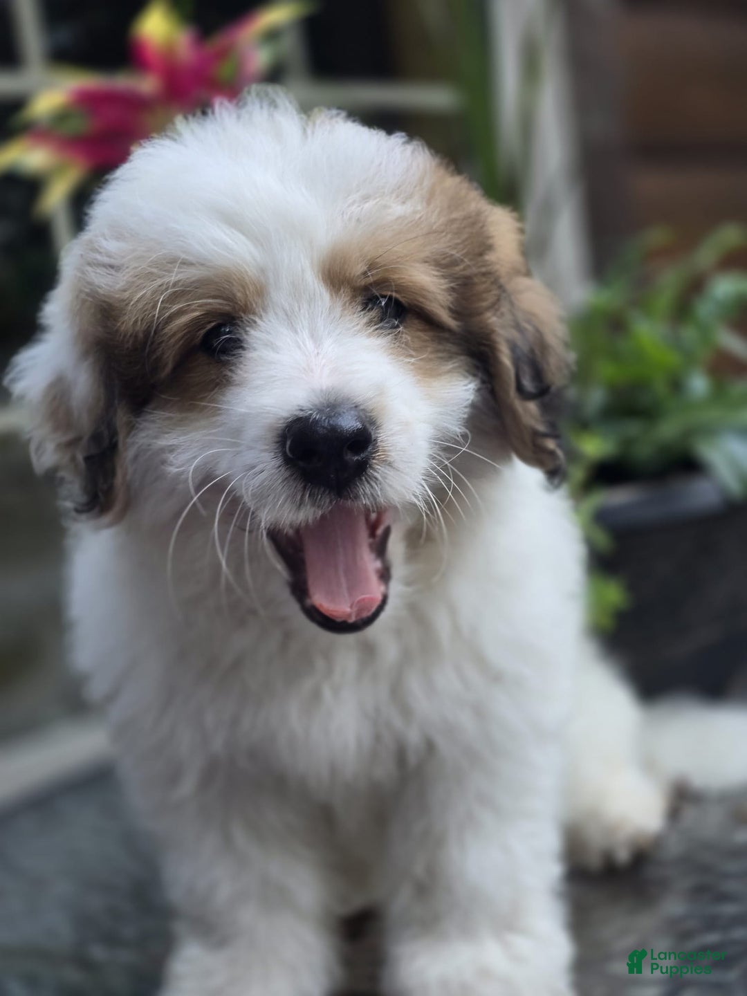 Mini Bernedoodle dogs for sale: Bubba - Image 12