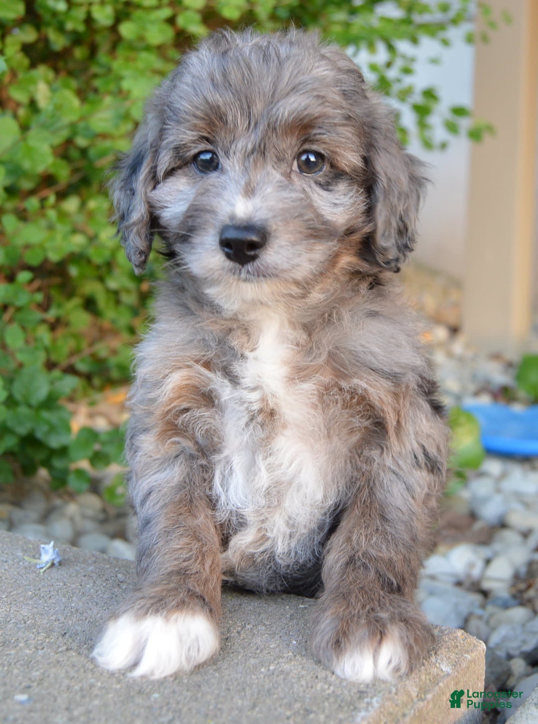 Mini Aussiedoodle dogs for sale: Mini Ava - Image 15