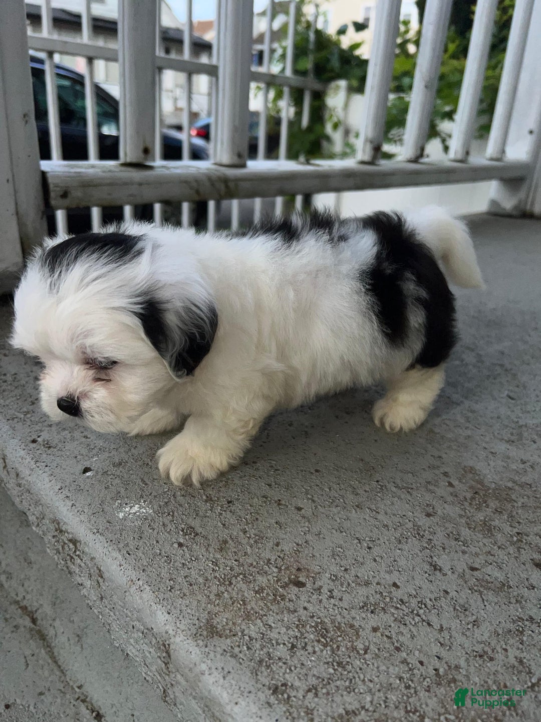 Malshi dogs for sale: Unknown 4 - Image 2