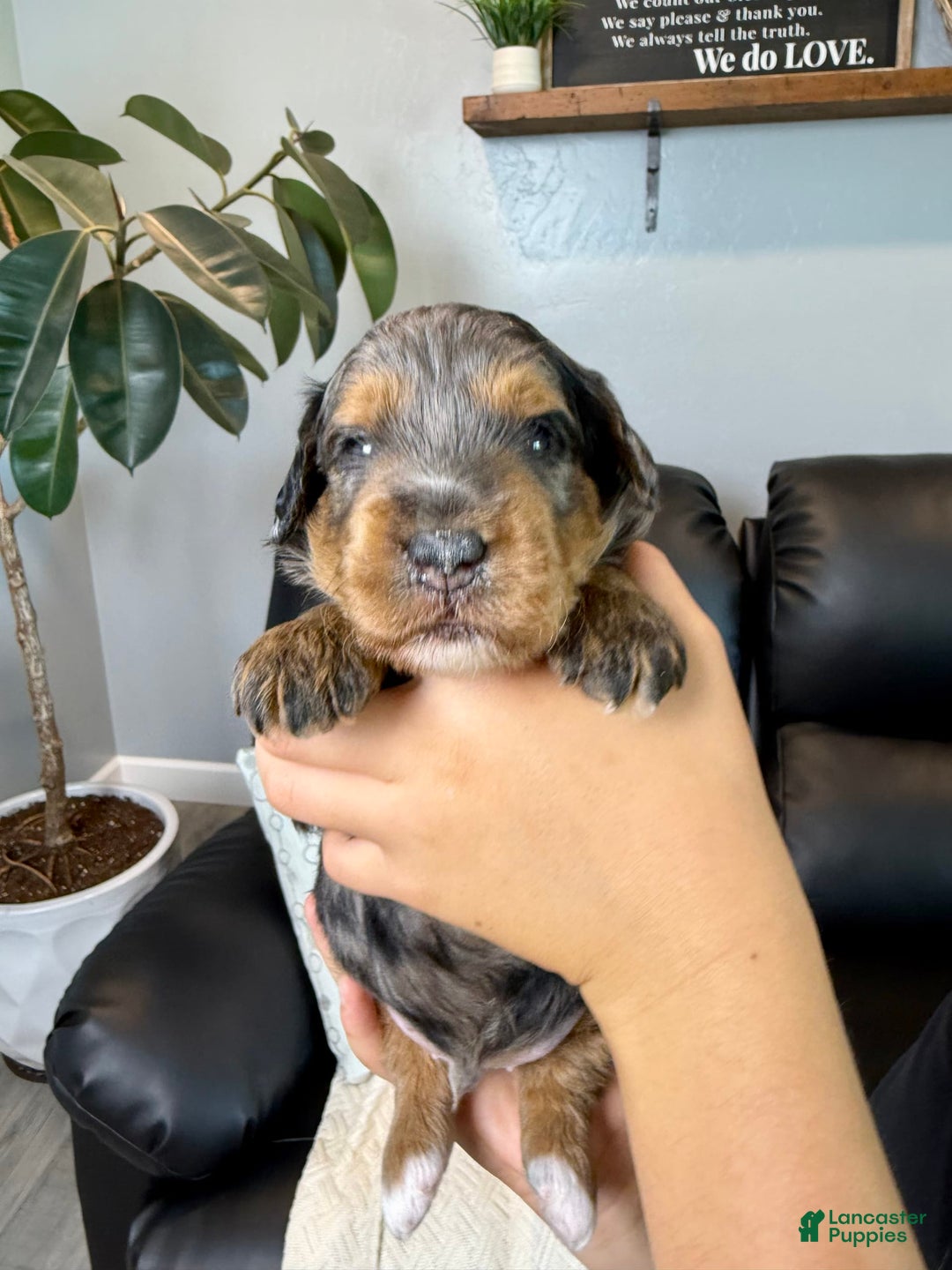 Mini Goldendoodle dogs for sale: Baylor - Image 3