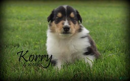 categoriesInfo:categoryAttributeOptions.pets.dogs.breed.roughCollie dogs for sale: Korry - Image 4