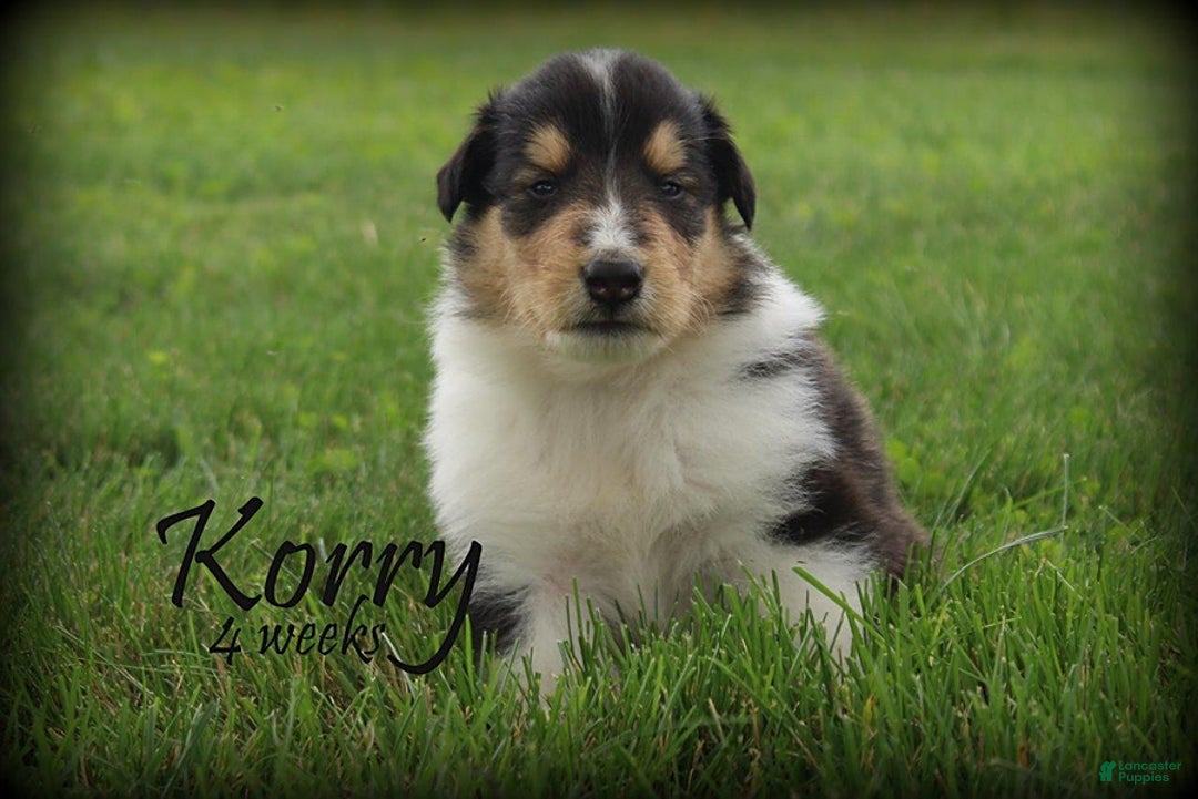 categoriesInfo:categoryAttributeOptions.pets.dogs.breed.roughCollie dogs for sale: Korry - Image 4