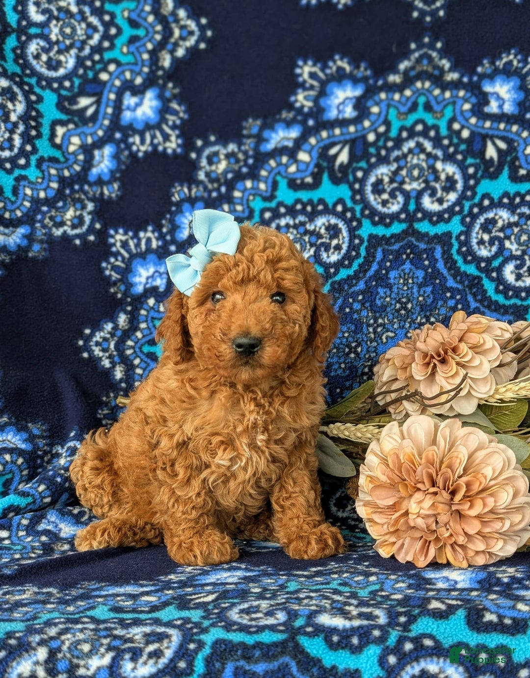 Mini Goldendoodle dogs for sale: Giovanna Hypoallergenic - Image 1