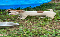 Jack Russell Terrier dogs for sale: Girl 4 - Image 1