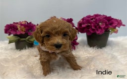 Maltipoo dogs for sale: Indie - Image 2