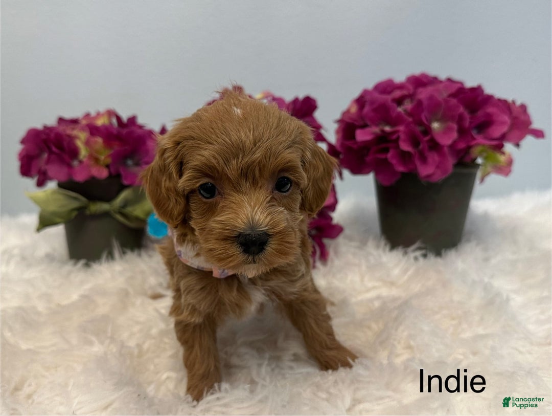 Maltipoo dogs for sale: Indie - Image 2