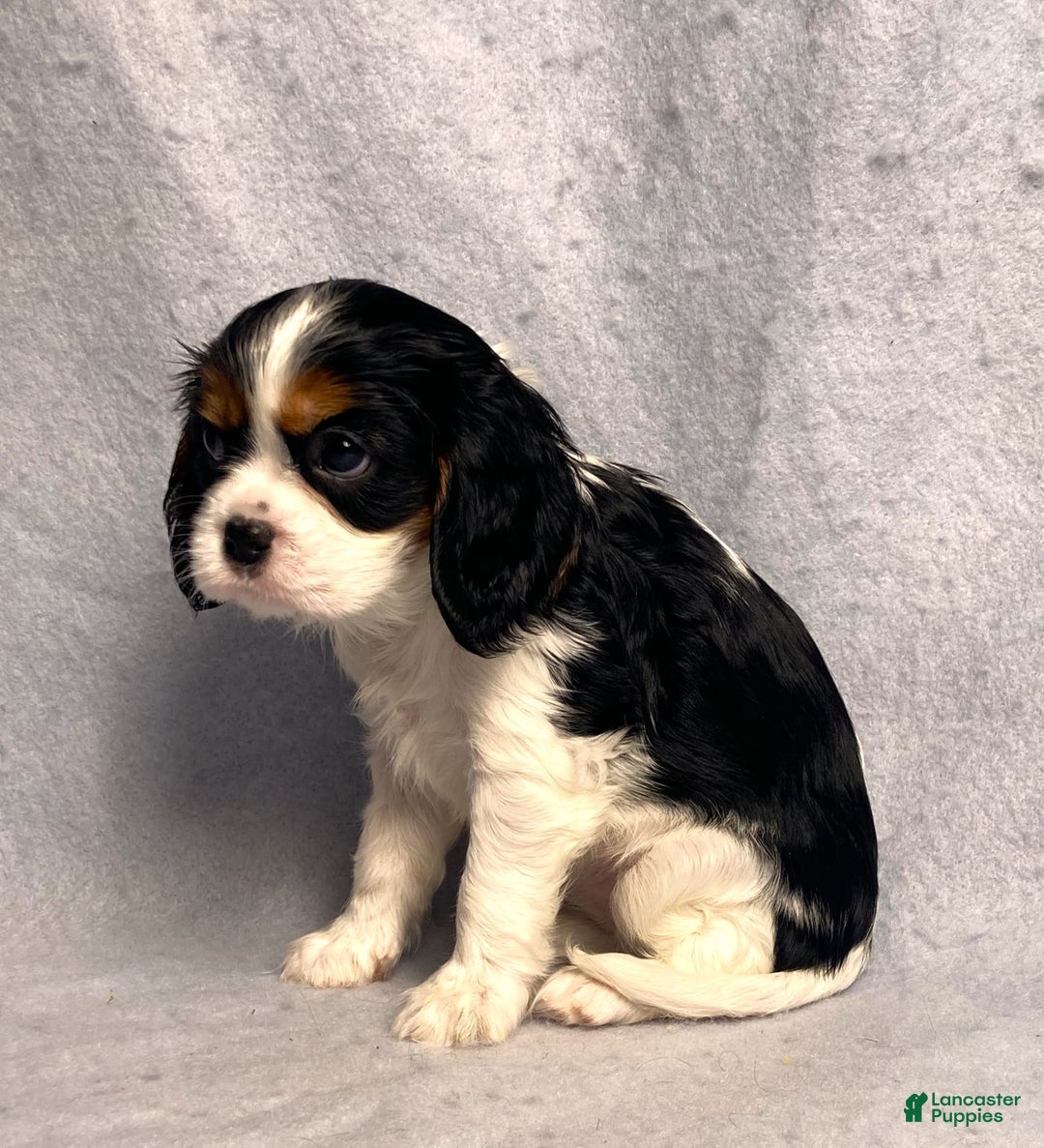 Cavalier King Charles Spaniel dogs for sale: Abby - Image 13