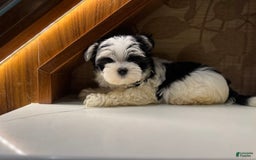 Morkie dogs for sale: Eileen - Image 2