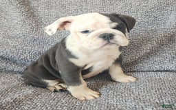 English Bulldog dogs for sale: Bailey - Image 10